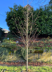 Emerald Ave European hornbeam - Trees | seattle.gov