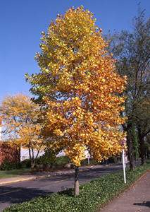 Tulip Tree - Trees | seattle.gov