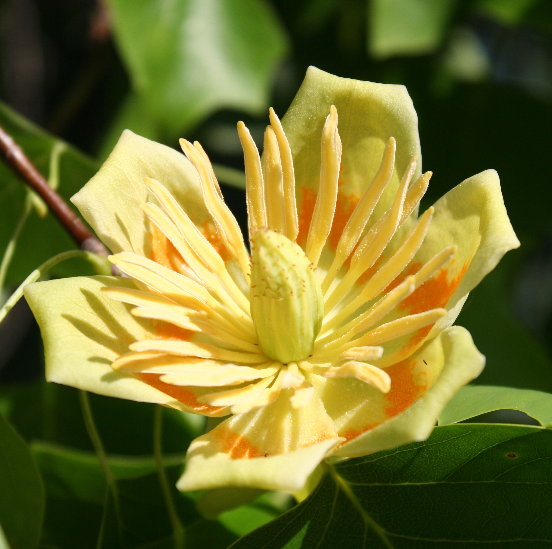 Emerald City Tulip Tree - Trees | seattle.gov