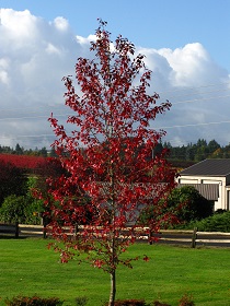 Firestarter Black Tupelo - Trees | seattle.gov