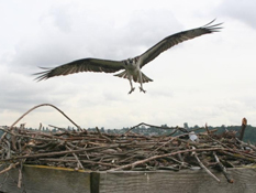 An osprey about to land in a nest