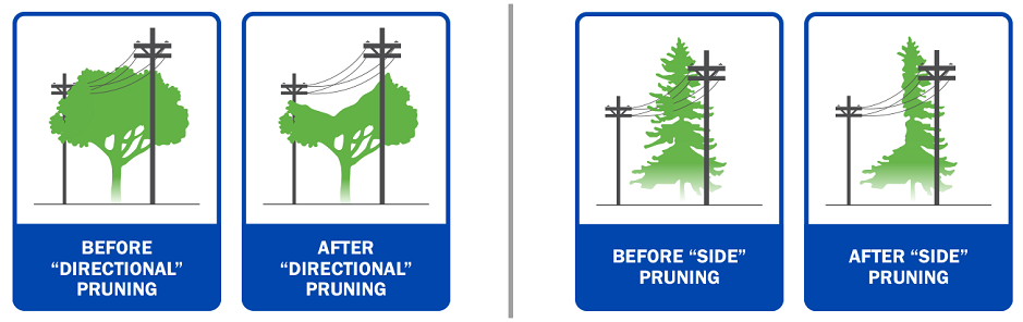 Graphic showing how City Light prunes trees to avoid contact with power lines