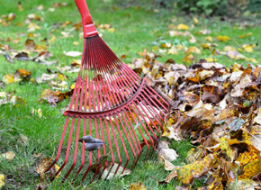 rake with leaves