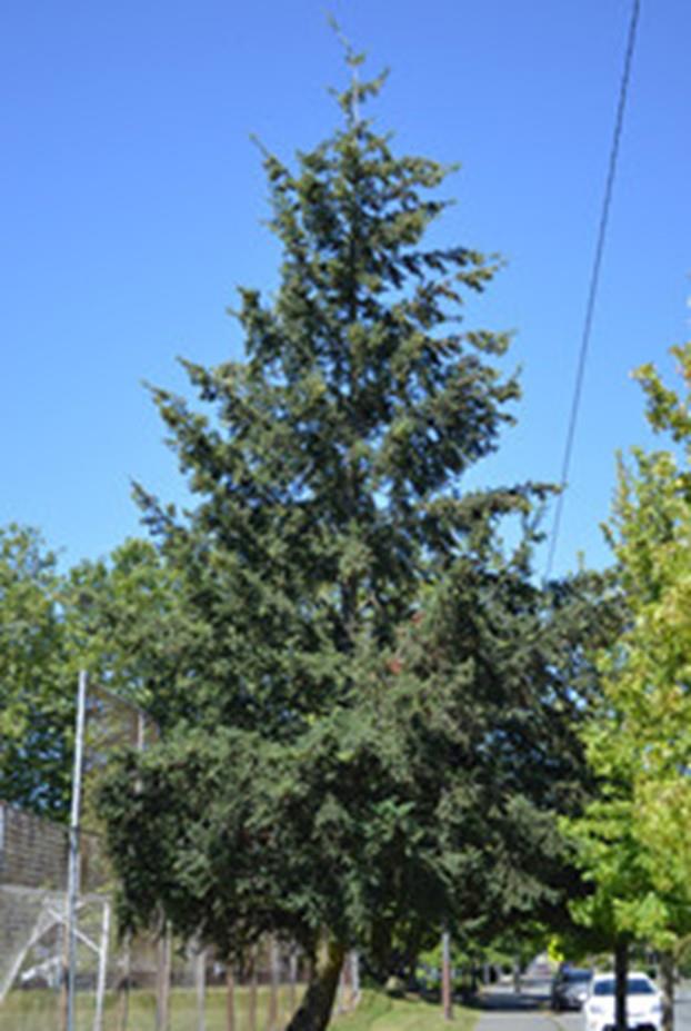 A mature Douglas Fir tree