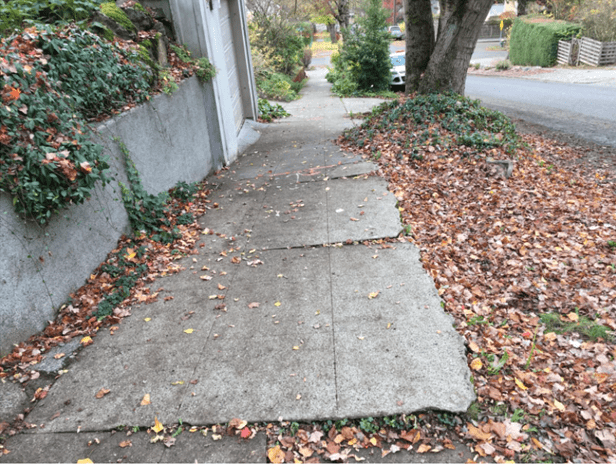 Sidewalk adjacent to landscaping, leaves and street tree with several isolated cross slope issues.