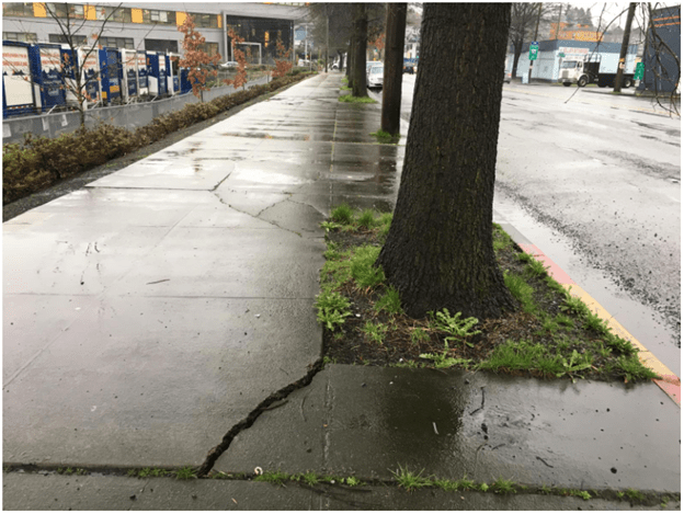 Sidewalk adjacent to a street tree and planting strip shows cracking and height differences in the sidewalk.