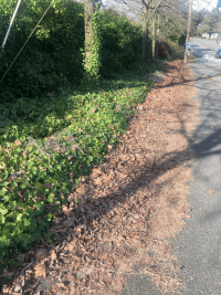Sidewalk covered amber leaf debris 