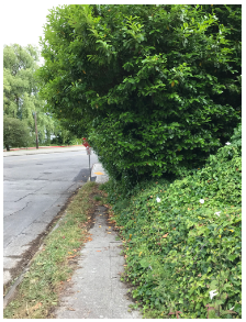 Sidewalk fully obstructed by bushes and partially covered in debris.  Landscape area and street on the right. 