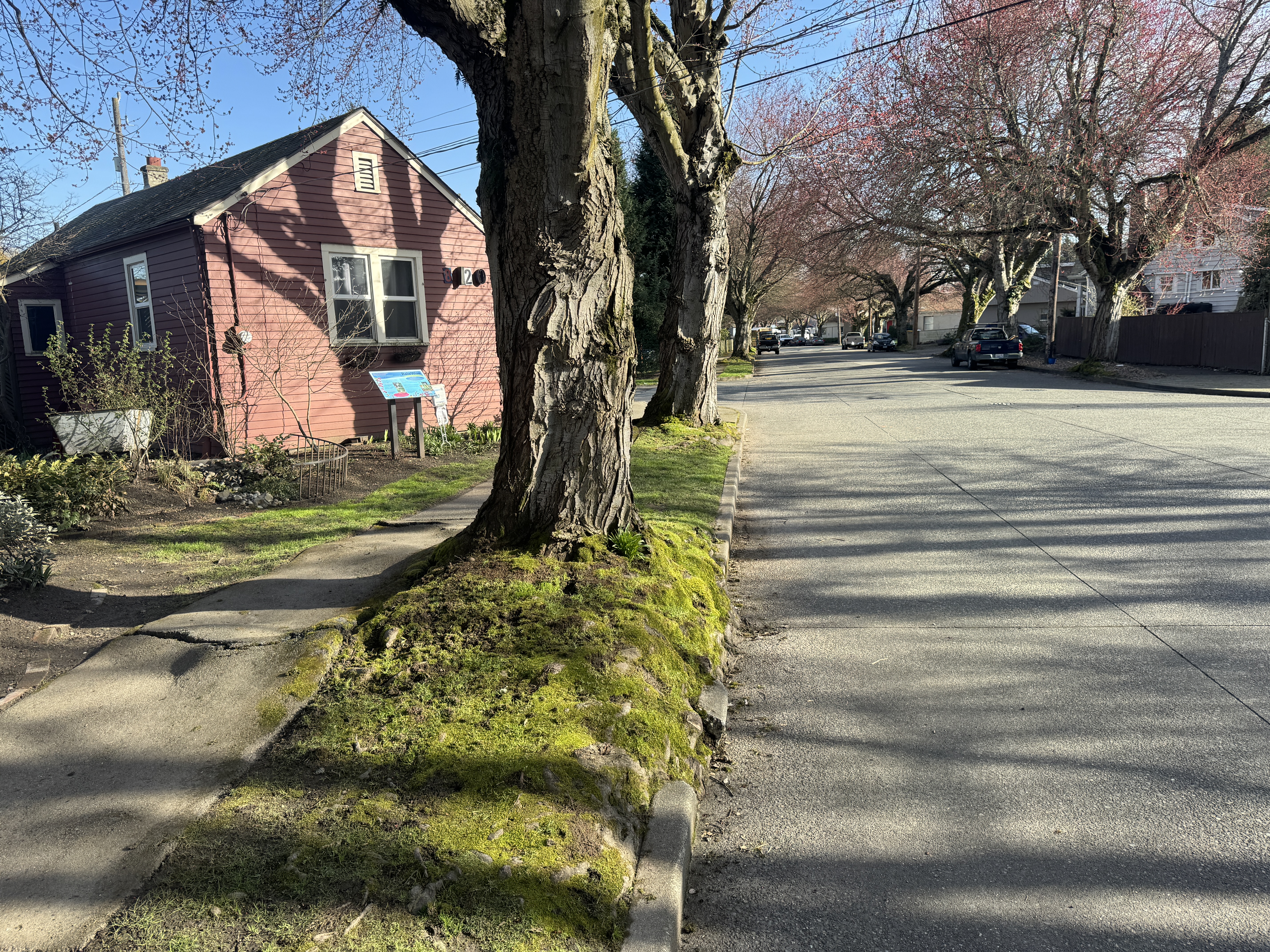 The overgrown and constrained roots of a tree cause damage to both the curb and the nearby sidewalk