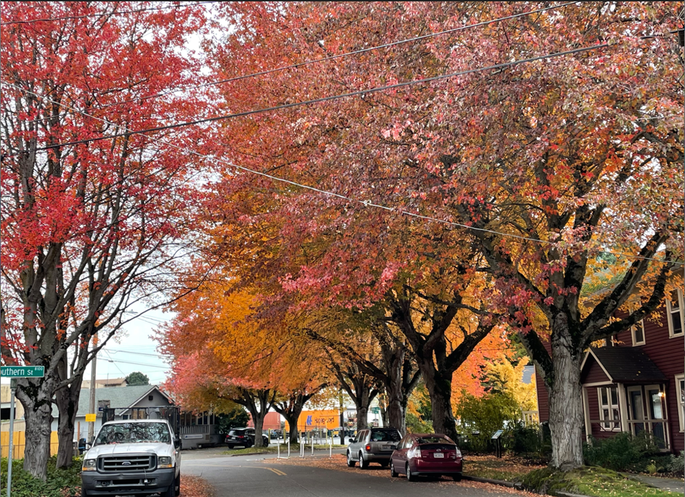 View of Dallas Ave S at 10th Ave S in Autumn showing orange and red leaves on the trees