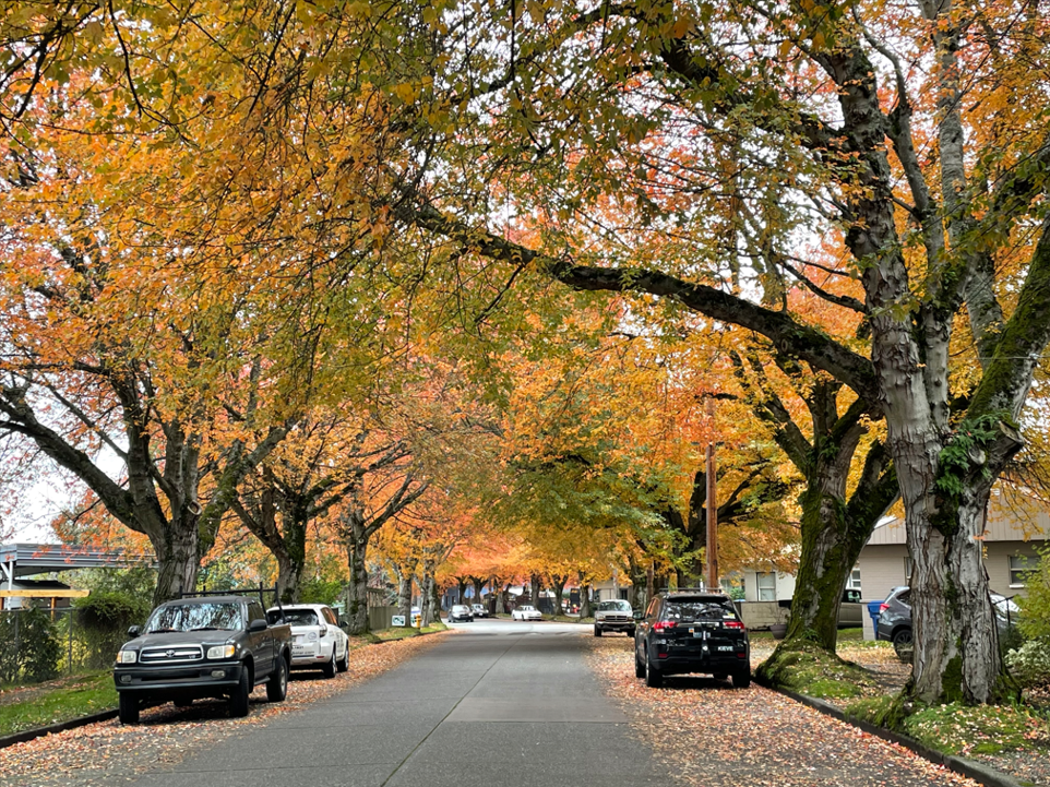 View down the middle of Dallas Ave S in Autumn showing orange and red leaves on the trees