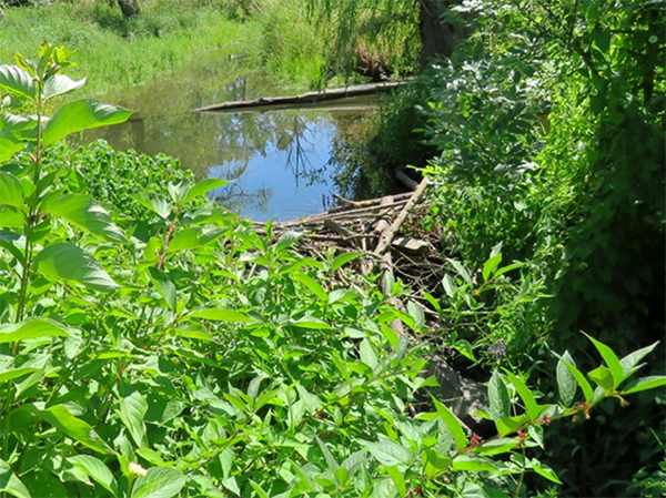 Existing floodplain habitat along Longfellow Creek at Graham St. Beaver ponds. 
