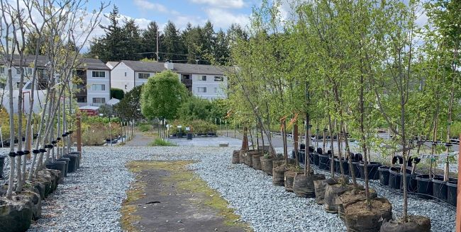 A tree nursery with young trees in rows.