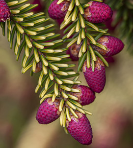 Pollen cones and foliage of Skylands Oriental spruce