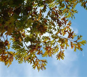 White oak leaves in fall color