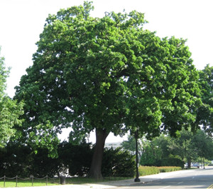 Mature white oak