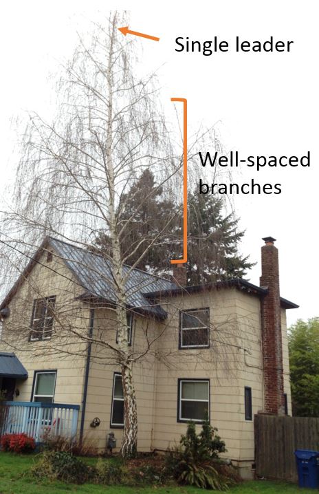 Winter Pruning