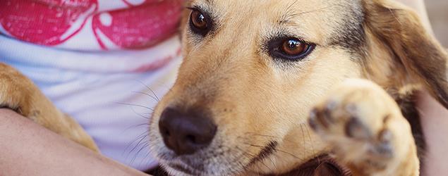 A close-up view of a dog being held in someone’s arms, with the dog’s face and raised paw in the foreground.