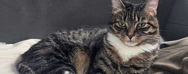Mira the cat lounges on a couch