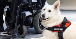 A service dog next to a person using a wheelchair.