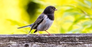 Bird Perched on Branch