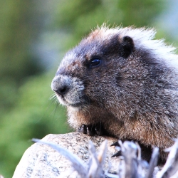 Hoary Marmot Photo - Source J.D. Anderson