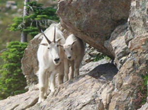 Mountain Goat