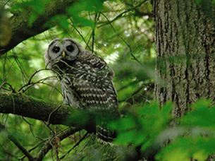 Spotted Owl in Forest