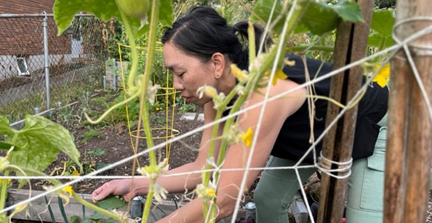 A community gardener working in her plot with a cucumber trellis in the foreground.
