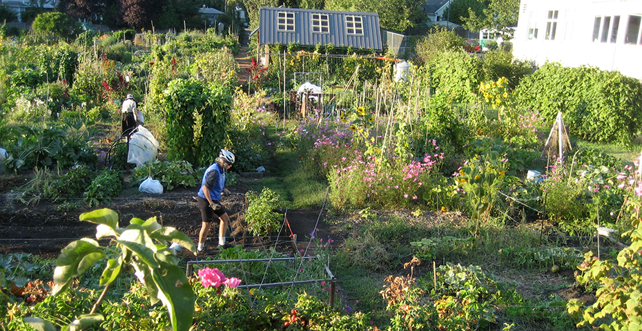 A wide shot looking down at garden plots in a large community garden with people working. 