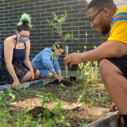 Three people working together to plant tomatoes in a garden bed. 