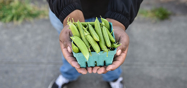 A pair of hands holds green peas