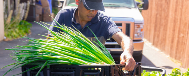 A worker loading a container of green onion from a cart