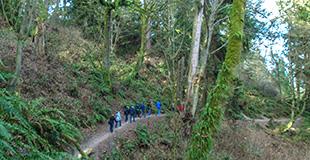 Wide shot of a forest with a narrow trail, there is a group of hikers in a single file line going down the trail