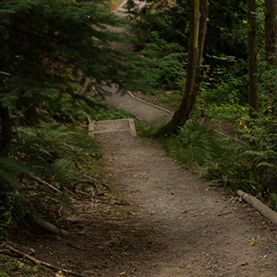 Mock Creek Ravine