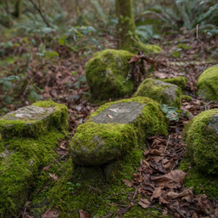 Longfellow Creek Natural Area