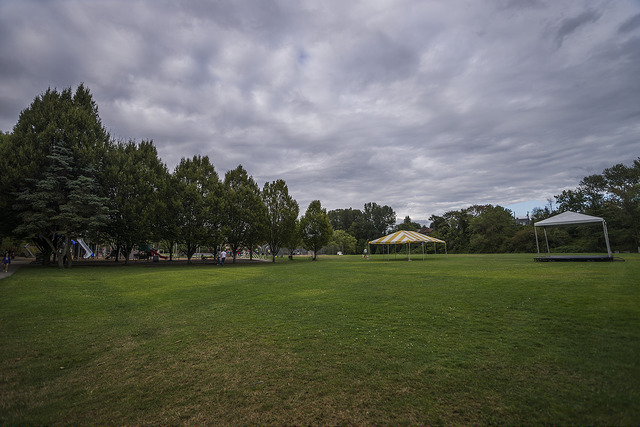 Montlake lawn