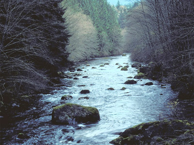 Lower Watershed: This view of the Cedar River is typical of low elevation areas in the watershed. Completed in 2003, fish passage facilities at Landsburg allowed salmon to spawn in this excellent habitat for the first time in over 90 years!