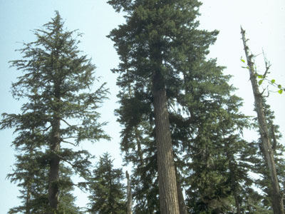 Upper Watershed: Most of the remaining 14,000 acres of old-growth forest in the watershed are at high elevations.