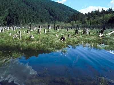 Upper Watershed: A rich wetland has developed around the remnants of ancient forests where the Rex River enters Chester Morse Lake.