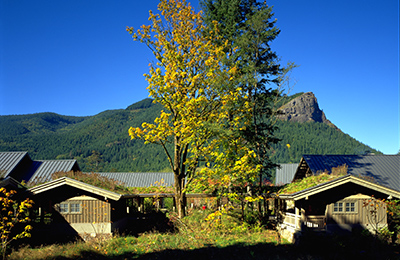 Two large trees grown in the courtyard of the Cedar River Watershed Education center with Evergreen forest-covered mountains in the background, beneath a clear blue sky.