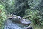 Taylor Creek is the largest tributary to the Cedar River in the lower watershed. A natural falls just above its confluence with the Cedar River is a barrier to salmon, but Taylor Creek provides abundant habitat to native cutthroat trout.