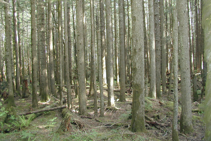 About 84 percent of the forested habitat in the watershed is second growth, forest that has regenerated following timber harvest. The second growth forest shown here is in a "stem-exclusion" stage characterized by dense conifer trees and little understory growth. As these stands get older, the forest will become less dense due to mortality from competition and natural disturbance, such as wind.