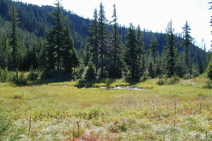 In the upper watershed, the forest gives way to open meadows, typically where soils are wetter or where snow stays on the ground into early summer. These meadows provide habitat for several amphibian species and provide forage and cover for elk and deer.