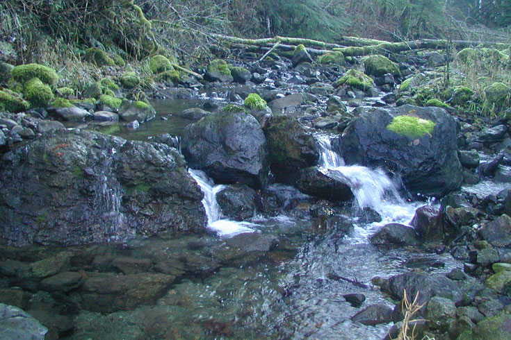 Rack Creek is a tributary to Chester Morse Lake and in its lower reaches provides spawning and rearing habitat for bull trout. Like many streams in the upper watershed, it mostly has step-pool and cascade type channels.