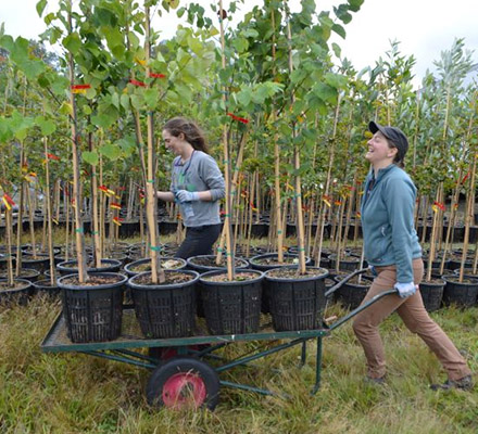 Two program workers cart trees to be given to Seattle residents